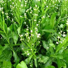 Attēlu rezultāti vaicājumam “Armoracia rusticana”