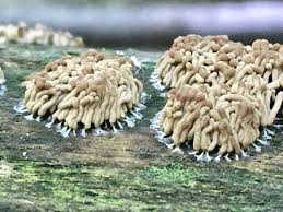 Attēlu rezultāti vaicājumam “Reticularia sp.”