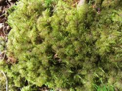 Attēlu rezultāti vaicājumam “Callicladium haldanianum”