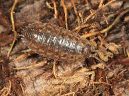 Attēlu rezultāti vaicājumam “Enteridium liceoides sessile”