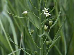 Attēlu rezultāti vaicājumam “Thesium ebracteatum”