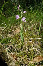 Attēlu rezultāti vaicājumam “Cephalanthera rubra leaf”