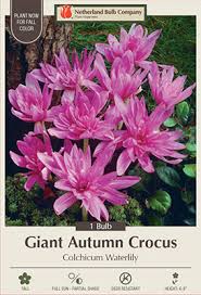 Attēlu rezultāti vaicājumam “Colchicum autumnale”