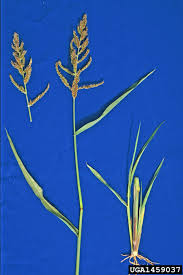 Attēlu rezultāti vaicājumam “Echinochloa crus-galli leaf”