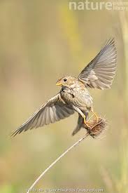 Image result for Emberiza calandra