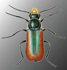 Attēlu rezultāti vaicājumam “Malachidae”