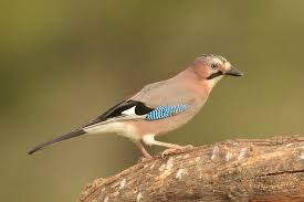 Attēlu rezultāti vaicājumam “Garrulus glandarius”