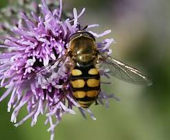Attēlu rezultāti vaicājumam “Eupeodes corollae”