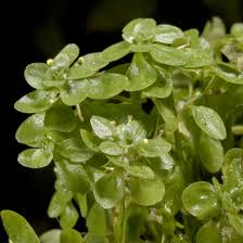 Attēlu rezultāti vaicājumam “Callitriche hermaphroditica”