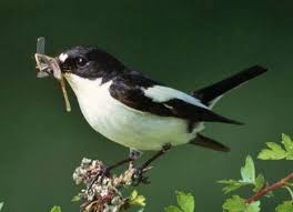 Attēlu rezultāti vaicājumam “Ficedula hypoleuca”