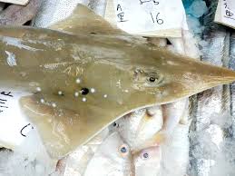 Image result for Rhynchobatus australiae