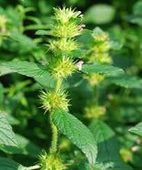 Attēlu rezultāti vaicājumam “Galeopsis tetrahit”