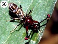 Attēlu rezultāti vaicājumam “Syrphus sp. imago”