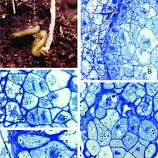 Attēlu rezultāti vaicājumam “Acaulon muticum sporophyte”