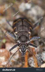 Attēlu rezultāti vaicājumam “Cicindela sylvatica”