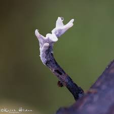 Attēlu rezultāti vaicājumam “Enerthenema papillatum stalked”