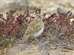 Image result for Calandrella rufescens
