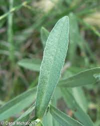 Attēlu rezultāti vaicājumam “Berteroa incana fruit”