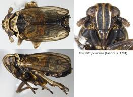 Attēlu rezultāti vaicājumam “Javesella pellucida female”