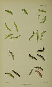 Attēlu rezultāti vaicājumam “Anania stachydalis”