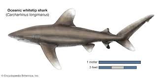 Image result for Carcharhinus isodon