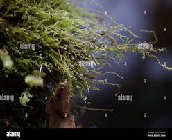 Attēlu rezultāti vaicājumam “Platydictya jungermannioides”