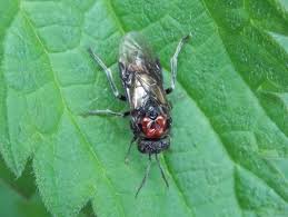 Attēlu rezultāti vaicājumam “Eriocampa ovata”