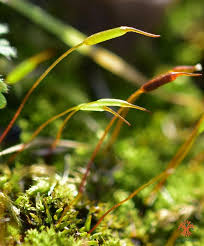 Attēlu rezultāti vaicājumam “Didymodon tophaceus sporophyte”