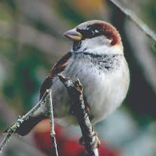Image result for Passer domesticus