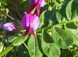 Attēlu rezultāti vaicājumam “Vicia sativa”