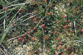 Attēlu rezultāti vaicājumam “Oxycoccus palustris”