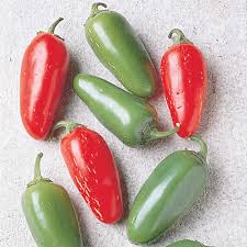 Afbeeldingsresultaat voor jalapeno early hot pepper