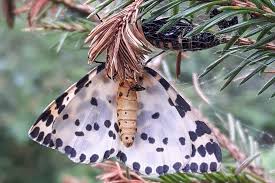 Attēlu rezultāti vaicājumam “Abraxas grossulariata pupa”