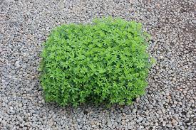 Image result for Galium odoratum