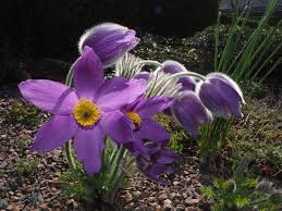 Image result for Pulsatilla
