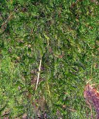 Attēlu rezultāti vaicājumam “Plagiochila”