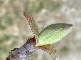 Attēlu rezultāti vaicājumam “Liriodendron tulipifera bud”