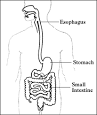 Gastroparesis - National Digestive Diseases Information Clearinghouse
