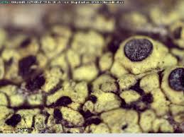 Attēlu rezultāti vaicājumam “Calicium adspersum”