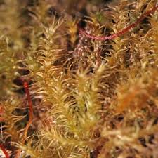 Attēlu rezultāti vaicājumam “Eurhynchiastrum pulchellum macro”