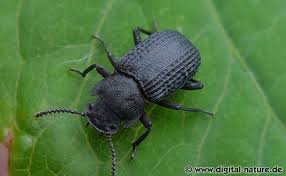 Attēlu rezultāti vaicājumam “Bolitophagus reticulatus”