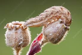 Attēlu rezultāti vaicājumam “Hadena rivularis”