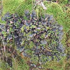 Attēlu rezultāti vaicājumam “Peltigera polydactylon”
