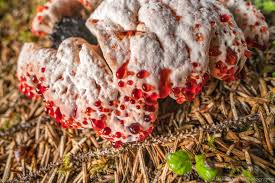 Attēlu rezultāti vaicājumam “Hydnellum ferrugineum”