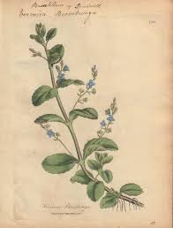 Attēlu rezultāti vaicājumam “Veronica beccabunga”