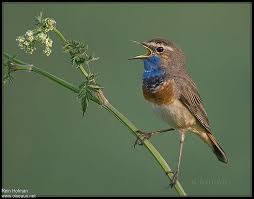 Attēlu rezultāti vaicājumam “Luscinia svecica adult”