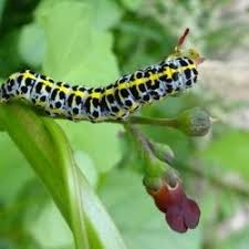 Attēlu rezultāti vaicājumam “Shargacucullia scrophulariae”