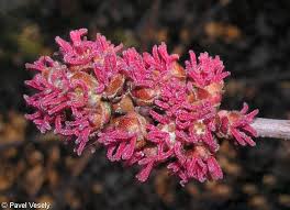 Attēlu rezultāti vaicājumam “Acer saccharinum flower”