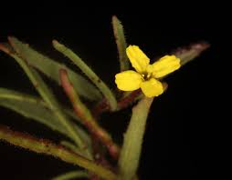 Attēlu rezultāti vaicājumam “Onagraceae”