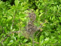 Attēlu rezultāti vaicājumam “Malacosoma neustria larva”